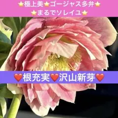 2026年最新】野田園芸の人気アイテム - メルカリ