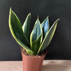 2026年最新】サンスベリアの人気アイテム - メルカリ