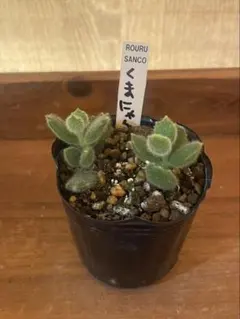 2026年最新】ロウルサンコの人気アイテム - メルカリ