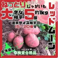 2026年最新】種芋 レッドムーンの人気アイテム - メルカリ