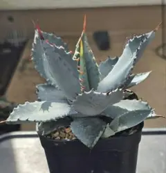 2026年最新】屈原の舞扇 ハイブリッドの人気アイテム - メルカリ