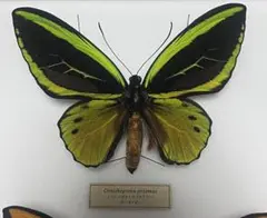 2026年最新】ミドリメガネトリバネアゲハの人気アイテム - メルカリ