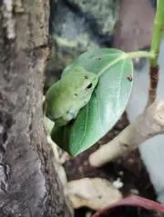 RYOBI リョービ ADJUSTER XS LIGHT 中硬硬 61 渓流竿 - メルカリ