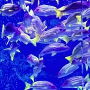 ひろがるスカイプリキュア 額装高精細アート 感謝祭メインビジュアル