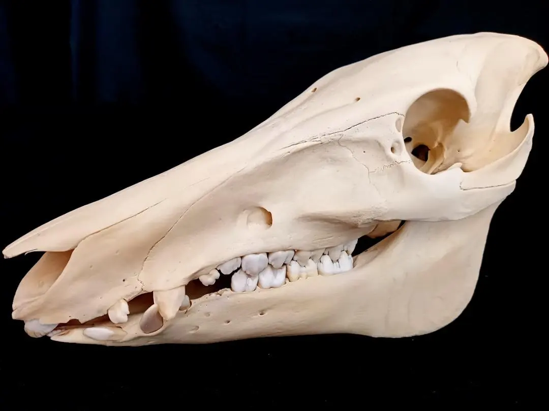 2026年最新】イノシシ 頭骨の人気アイテム - メルカリ