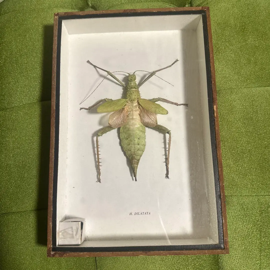 2026年最新】標本 ナナフシの人気アイテム - メルカリ