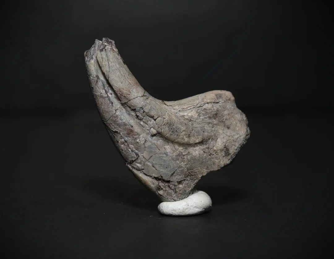 2026年最新】恐竜 爪 化石の人気アイテム - メルカリ
