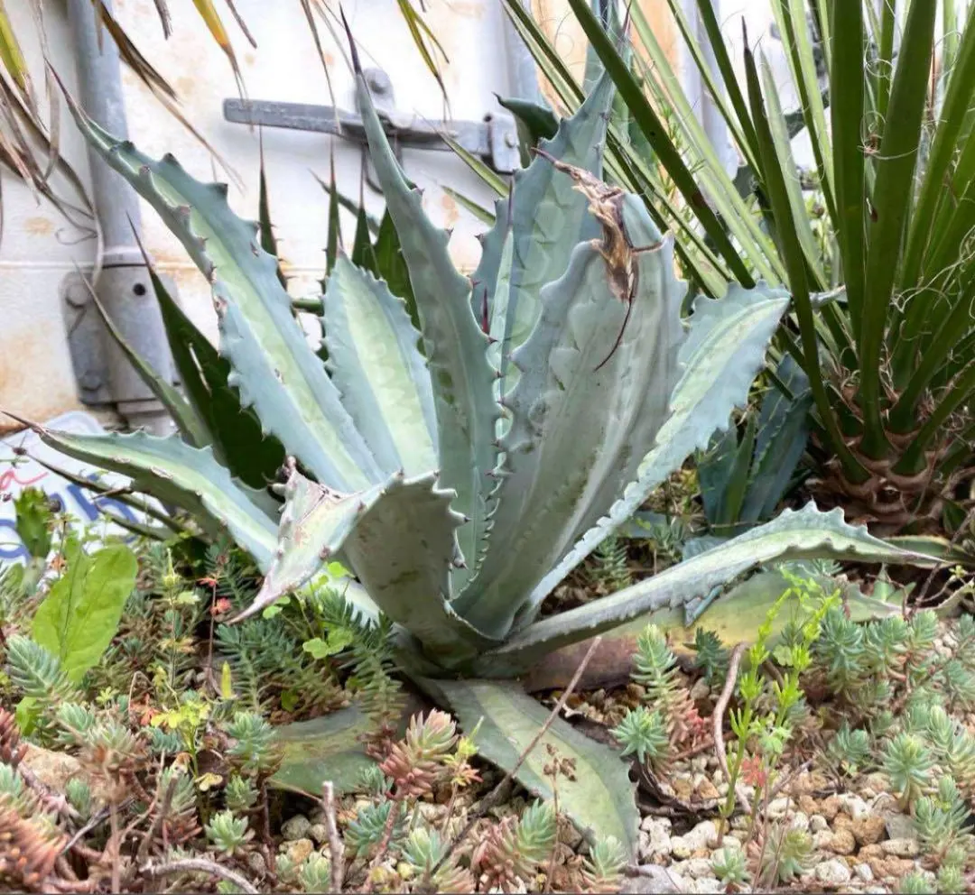 2026年最新】アガベ アメリカーナ・エクスパンサの人気アイテム - メルカリ