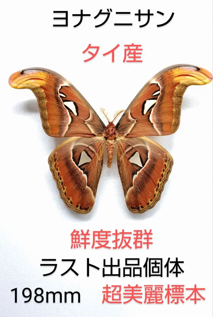 2026年最新】ヨナグニサン 標本の人気アイテム - メルカリ