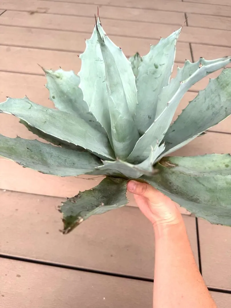 2026年最新】オバティフォリア フロスティブルーの人気アイテム - メルカリ