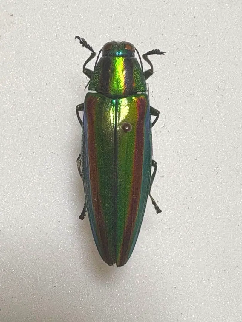 2026年最新】ヤマトタマムシの人気アイテム - メルカリ