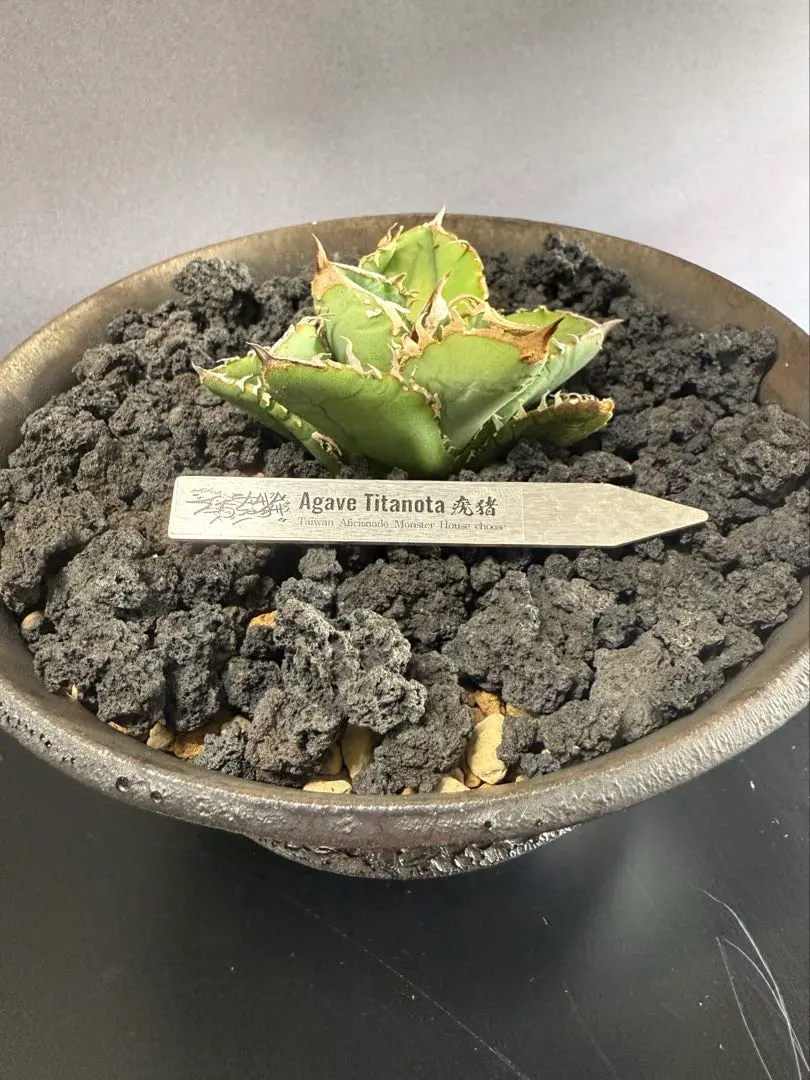 2026年最新】モンスターアガベの人気アイテム - メルカリ