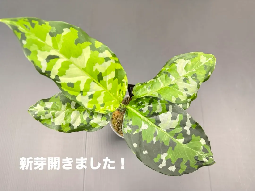 2026年最新】アグラオネマピクタム アンダマンの人気アイテム - メルカリ