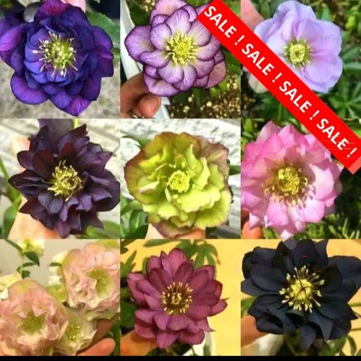 2026年最新】クリスマスローズ 利休の人気アイテム - メルカリ