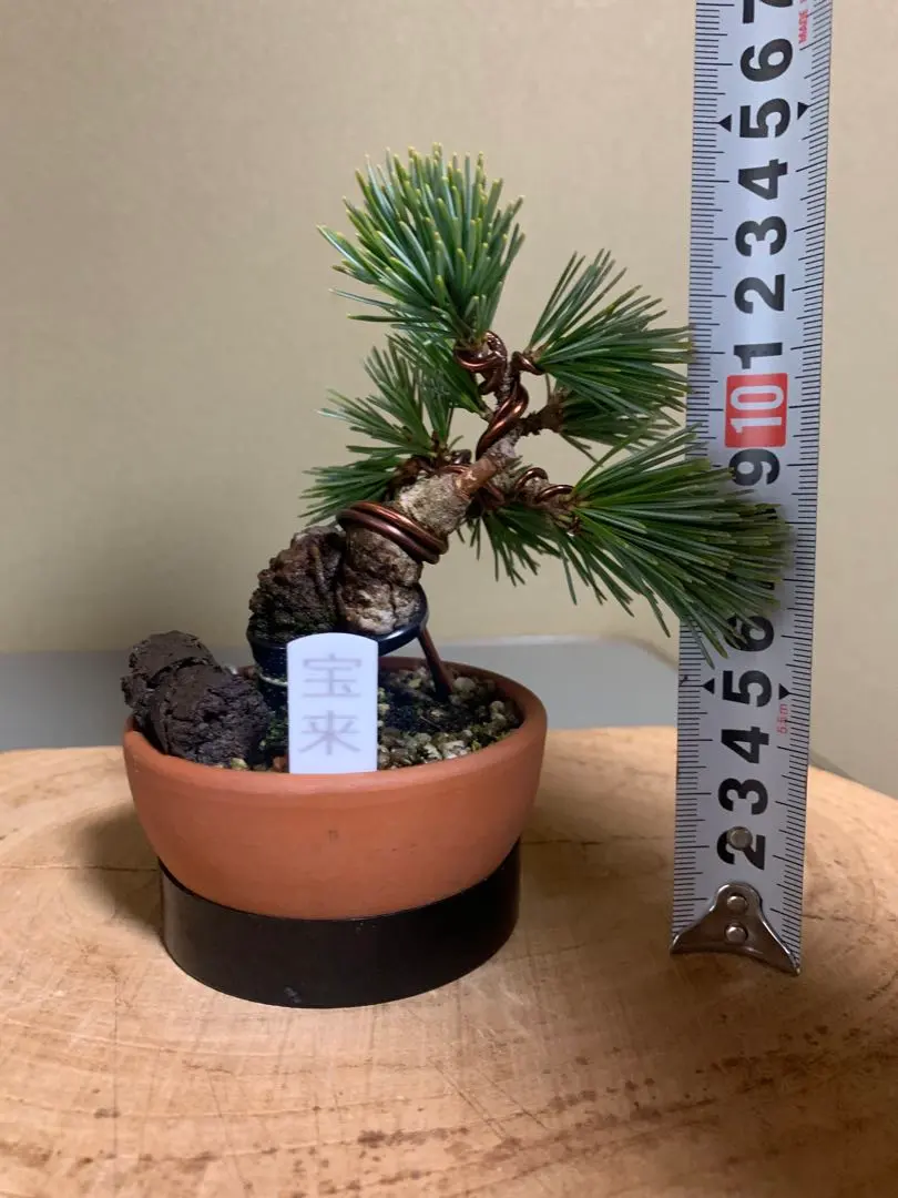 2026年最新】八房五葉松の人気アイテム - メルカリ