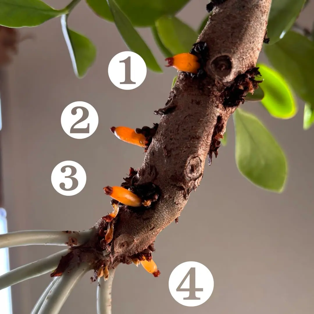 2026年最新】ミルメコディアの人気アイテム - メルカリ