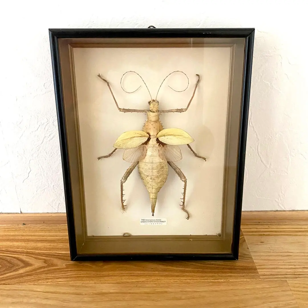 2026年最新】標本 ナナフシの人気アイテム - メルカリ