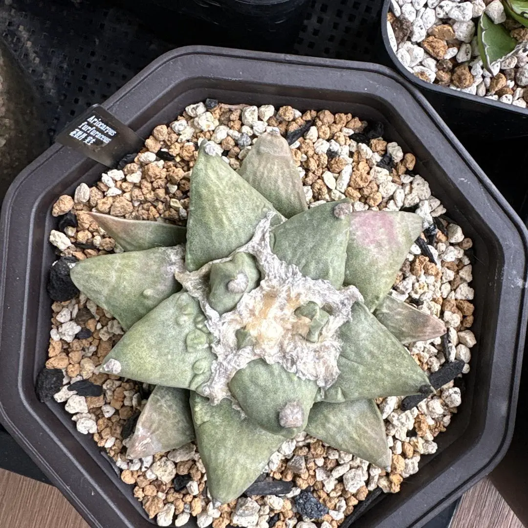 2026年最新】アリオカルプスの人気アイテム - メルカリ