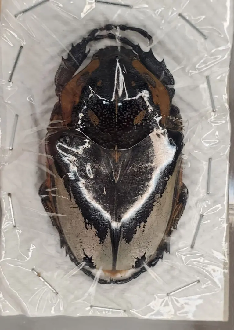 2026年最新】ゴライアス標本の人気アイテム - メルカリ