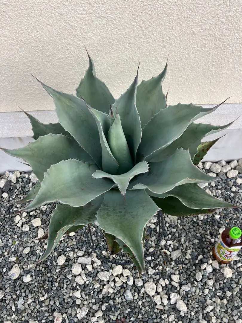 2026年最新】オバティフォリア フロスティブルーの人気アイテム - メルカリ