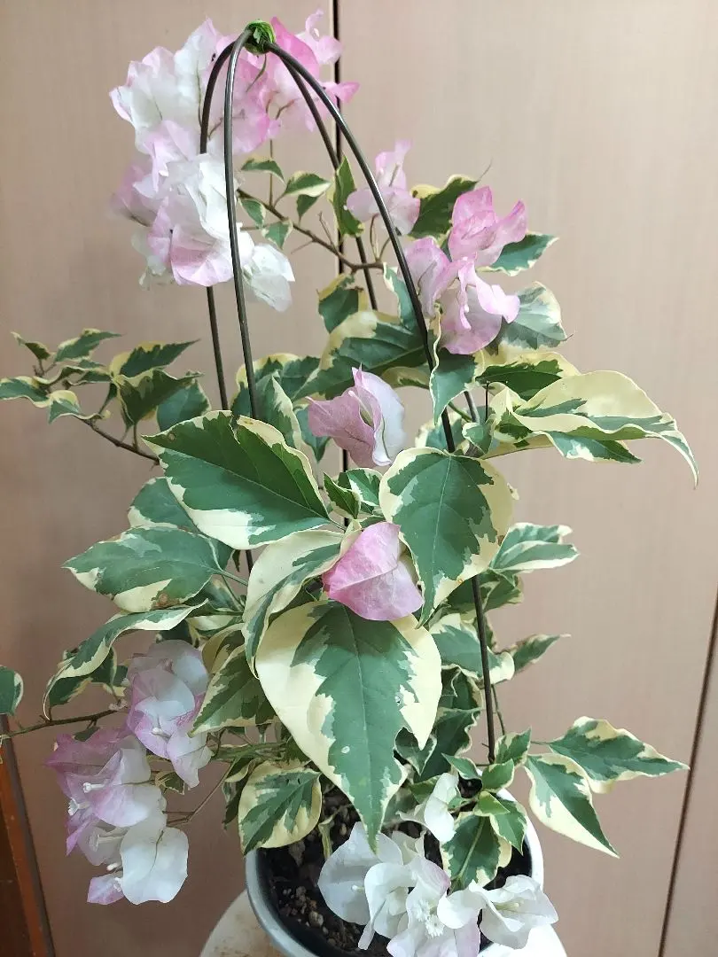 2026年最新】ブーゲンビリア 斑入りの人気アイテム - メルカリ