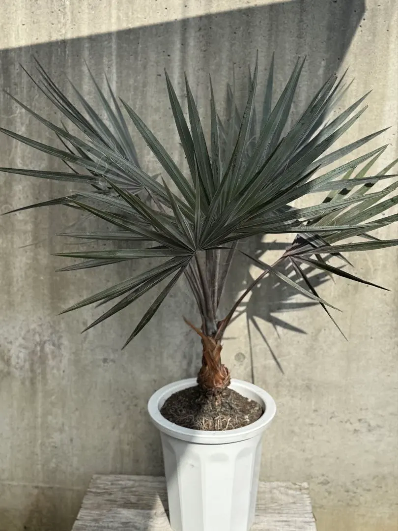 2026年最新】ビスマルキアノビリスシルバーの人気アイテム - メルカリ