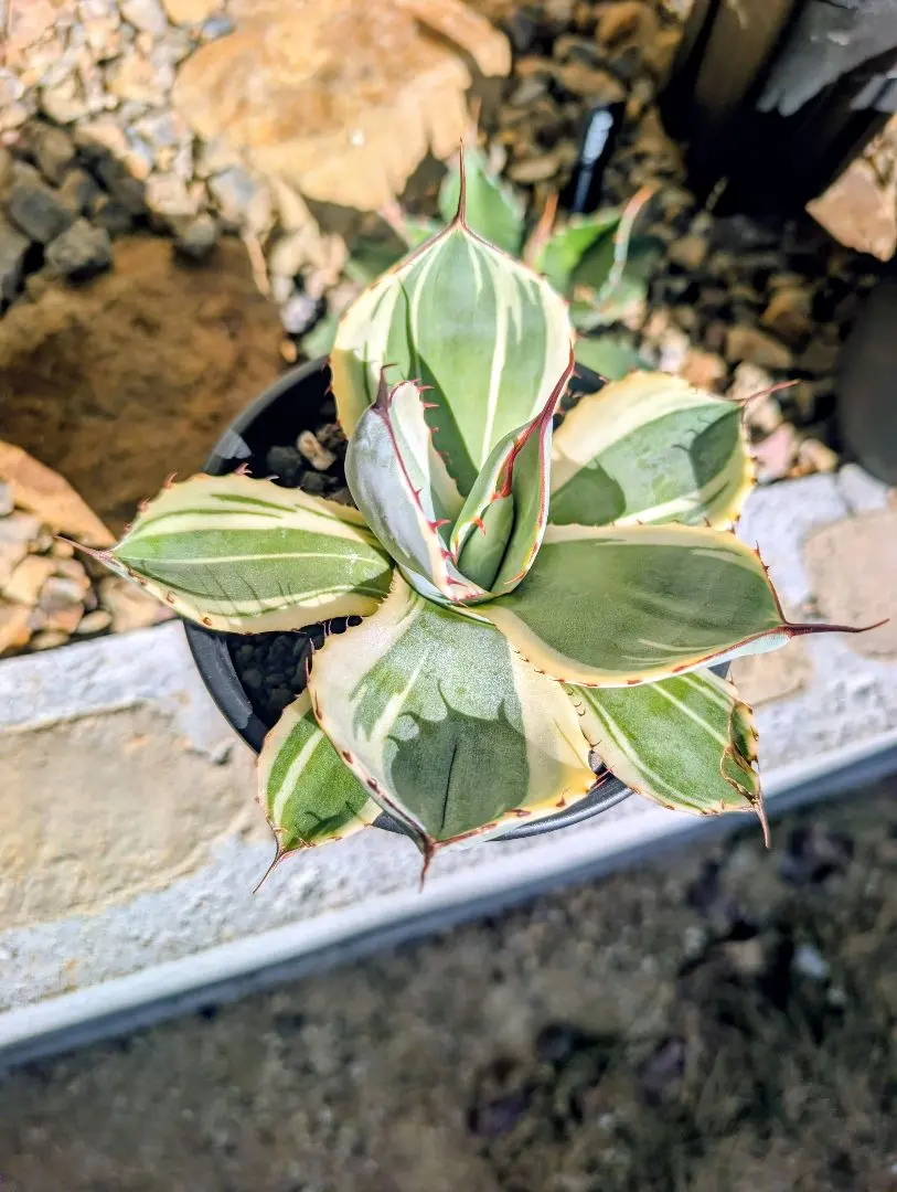 2026年最新】アガベ パリー トランカータ オリザバの人気アイテム