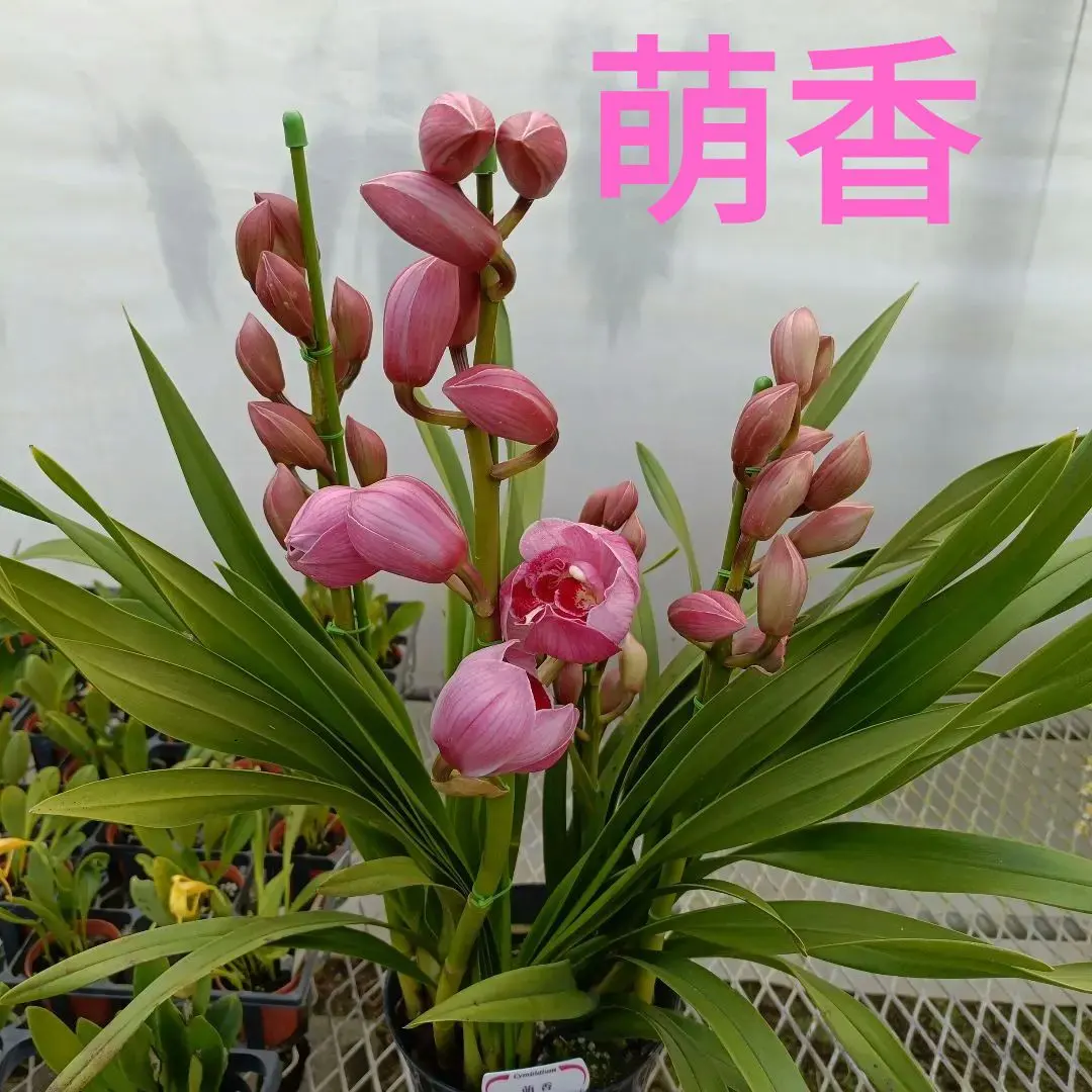 2026年最新】シンビジューム萌香の人気アイテム - メルカリ