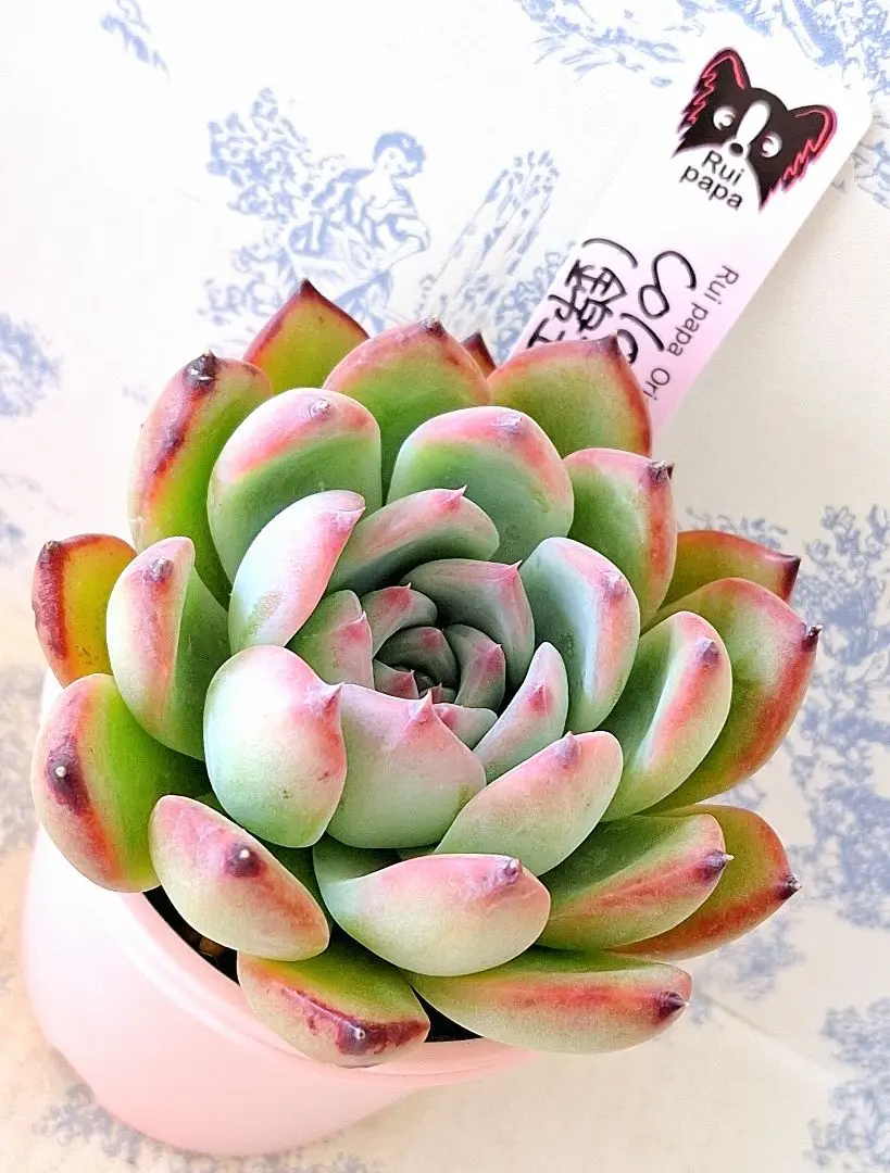 2026年最新】ルイパパさん苗の人気アイテム - メルカリ