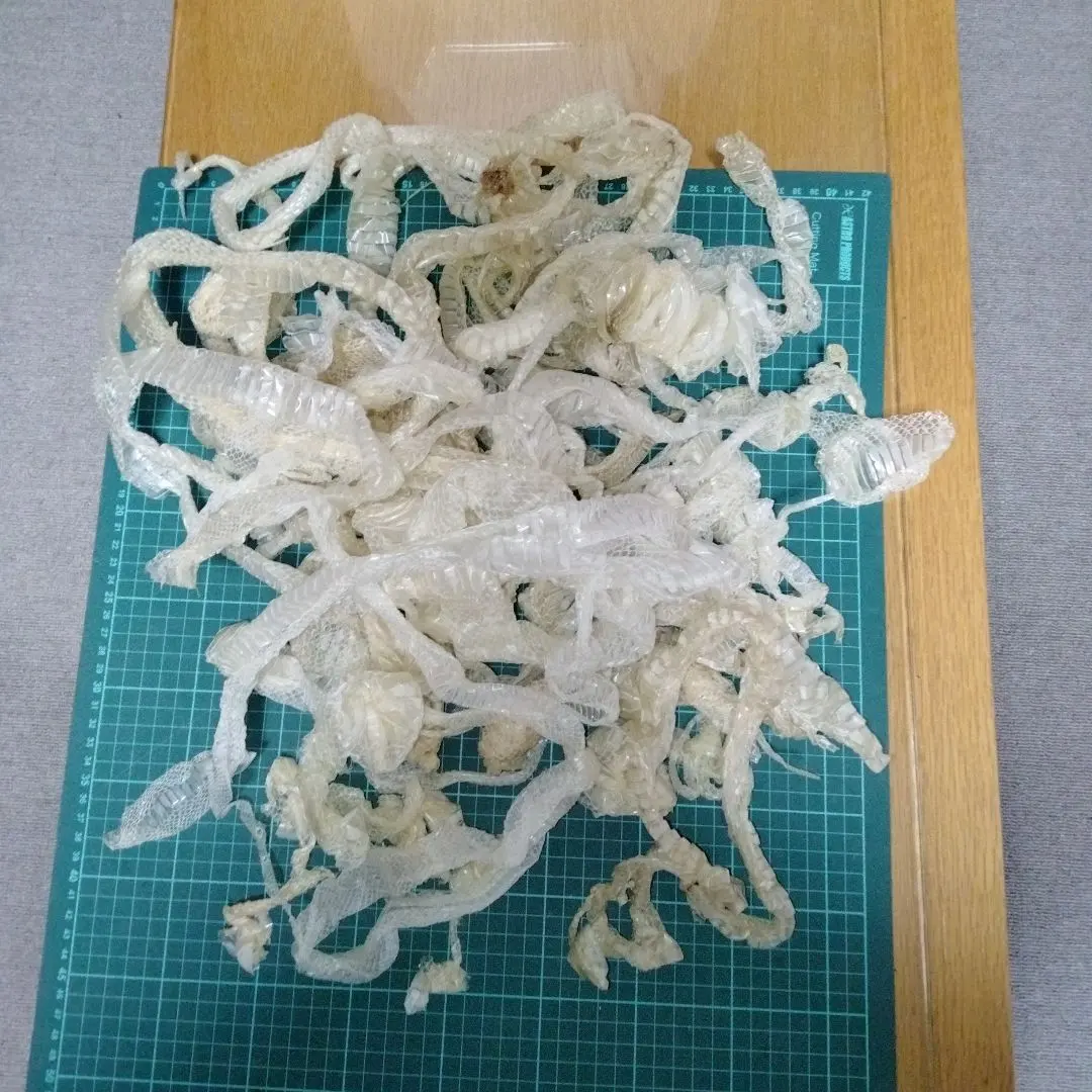 2026年最新】蛇の抜け殻 アオダイショウの人気アイテム - メルカリ