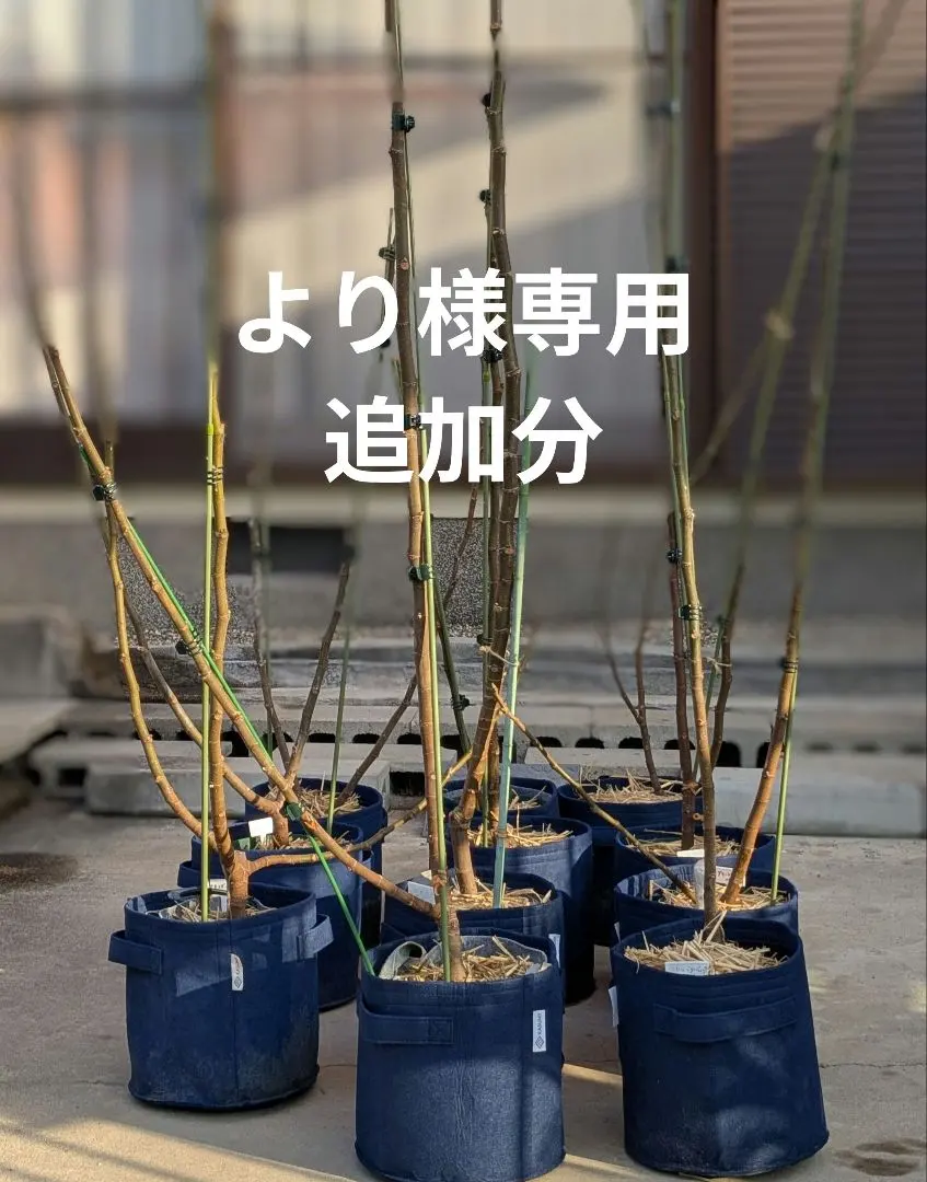 2026年最新】いちじく台木の人気アイテム - メルカリ