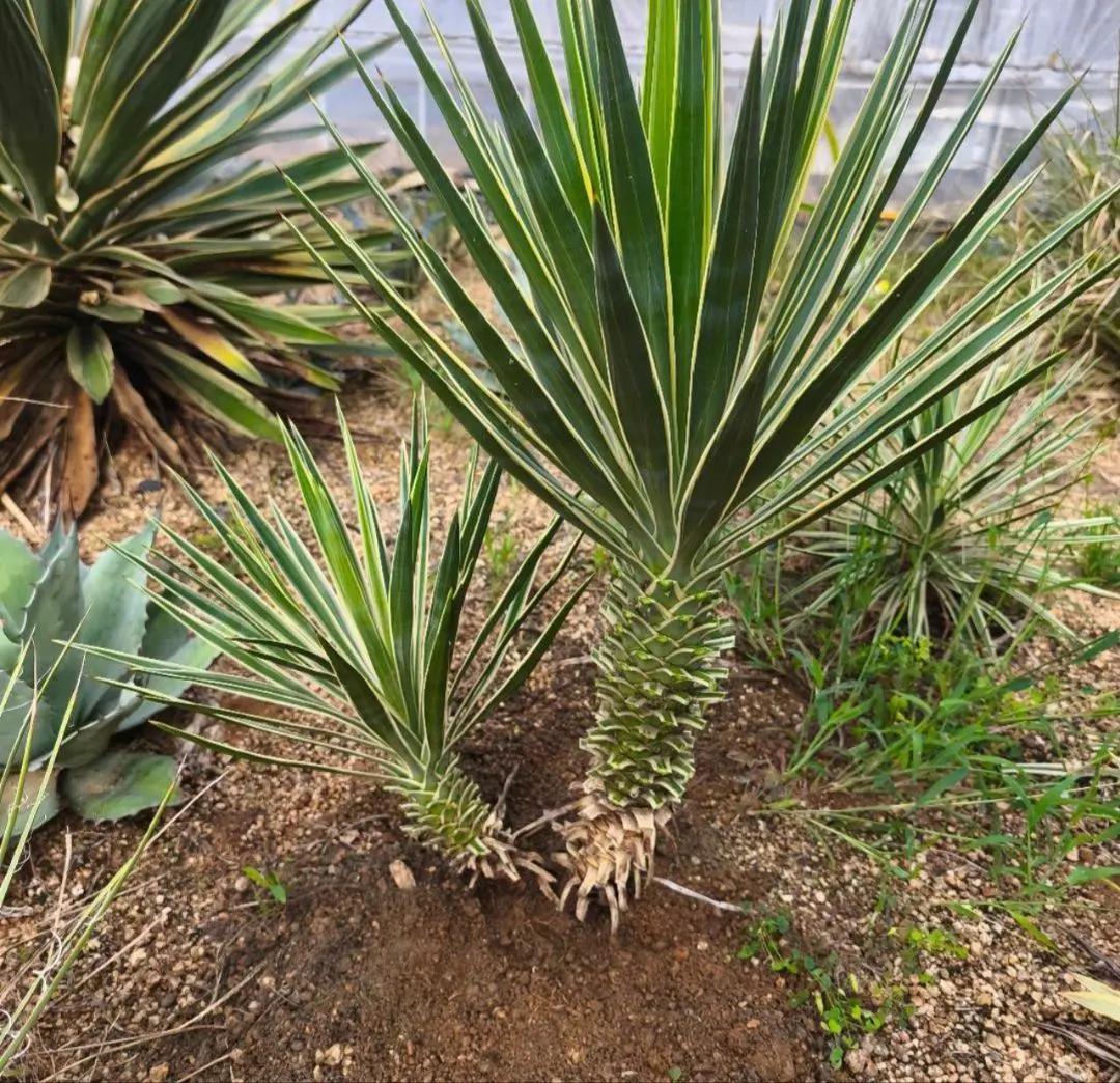 2026年最新】アロイフォリア 斑入りの人気アイテム - メルカリ