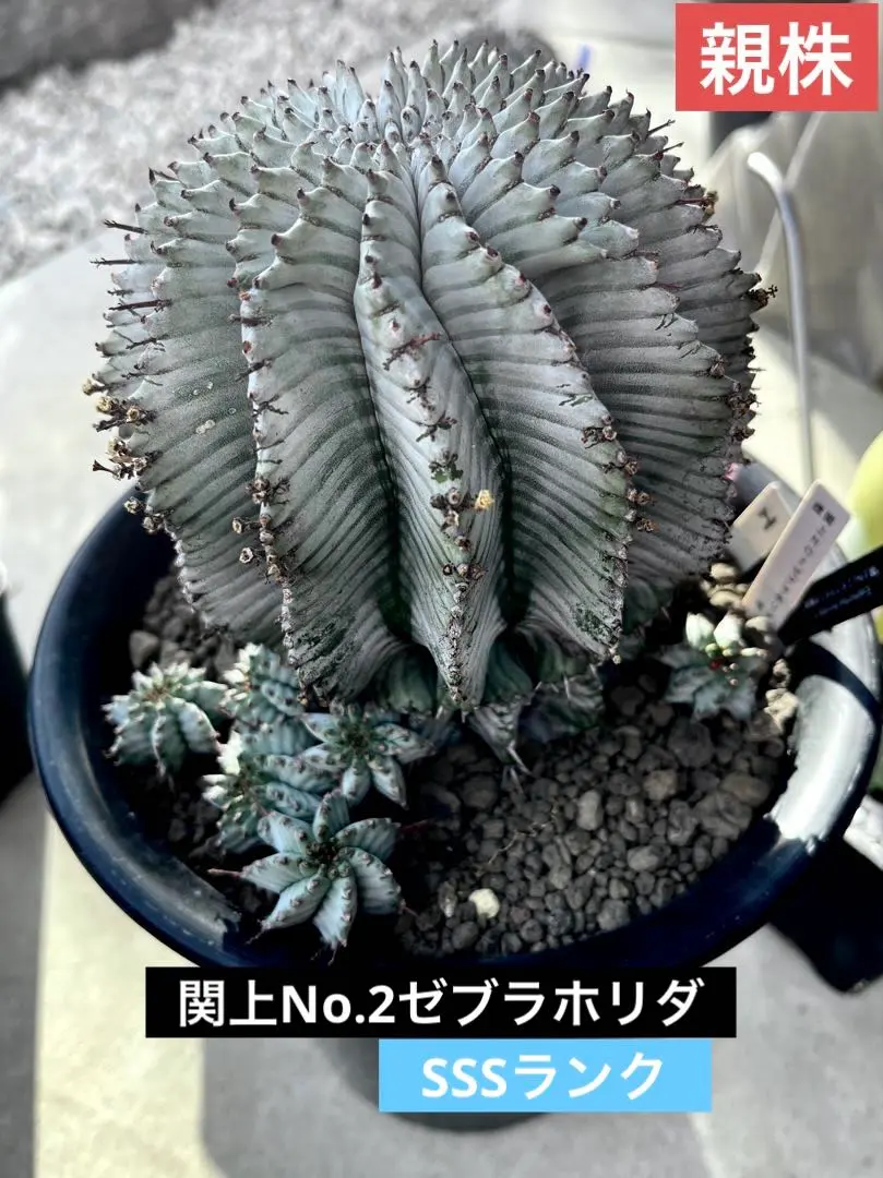 2026年最新】関上ホリダの人気アイテム - メルカリ