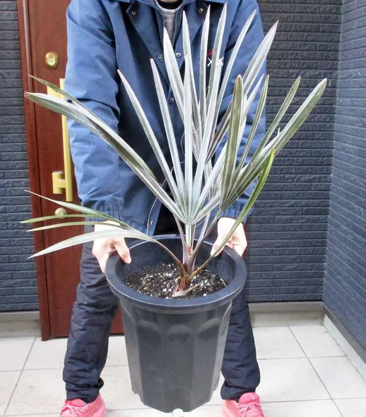 2026年最新】ビスマルキアノビリスシルバーの人気アイテム - メルカリ