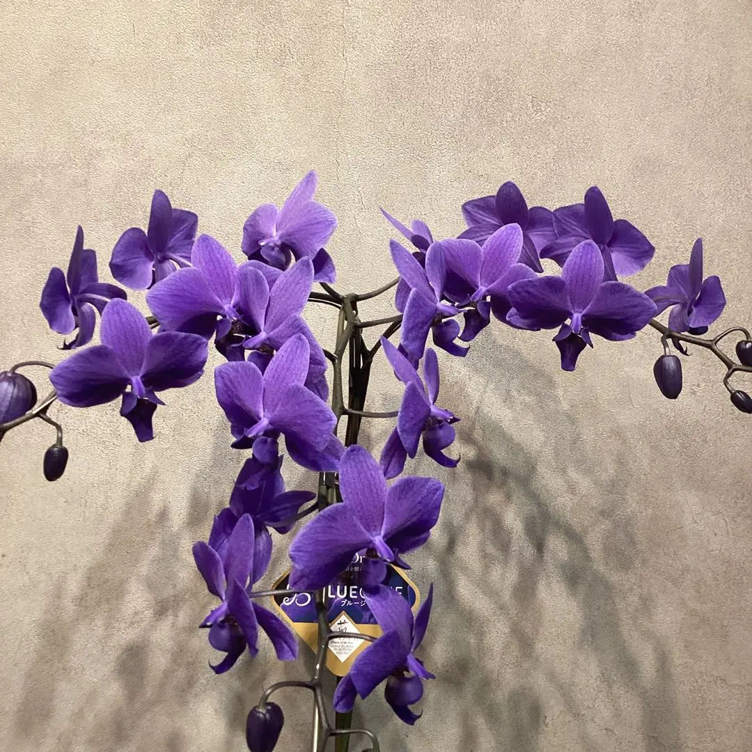 2026年最新】胡蝶蘭 ブルージーンの人気アイテム - メルカリ