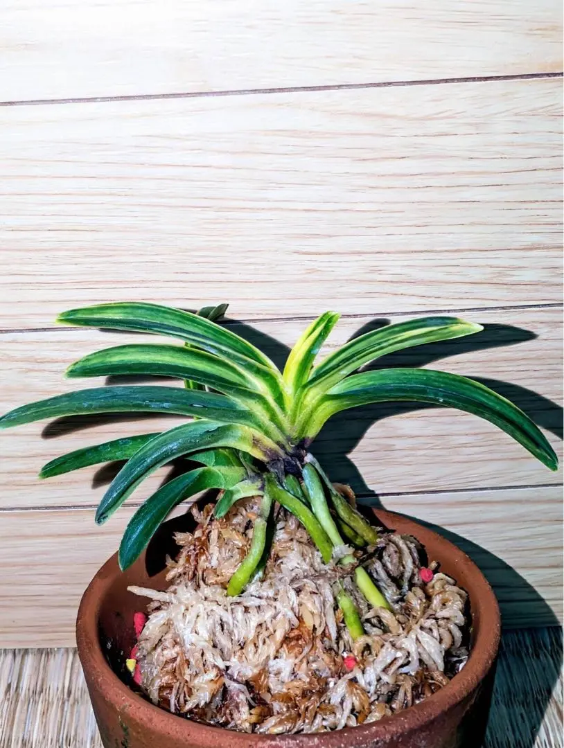 2026年最新】富貴蘭 ルビー根の人気アイテム - メルカリ