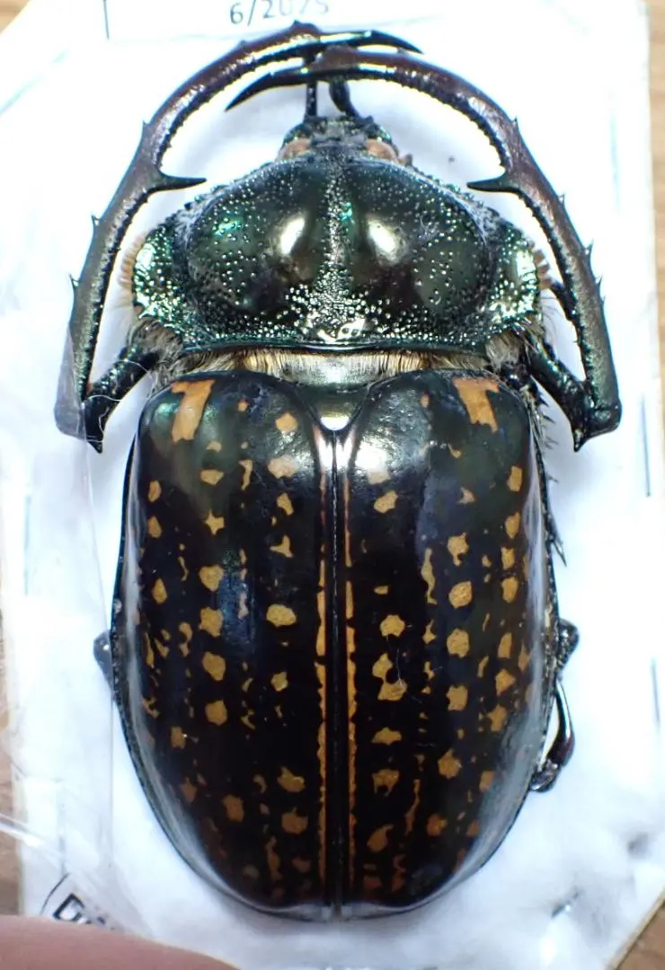 2026年最新】テナガコガネの人気アイテム - メルカリ