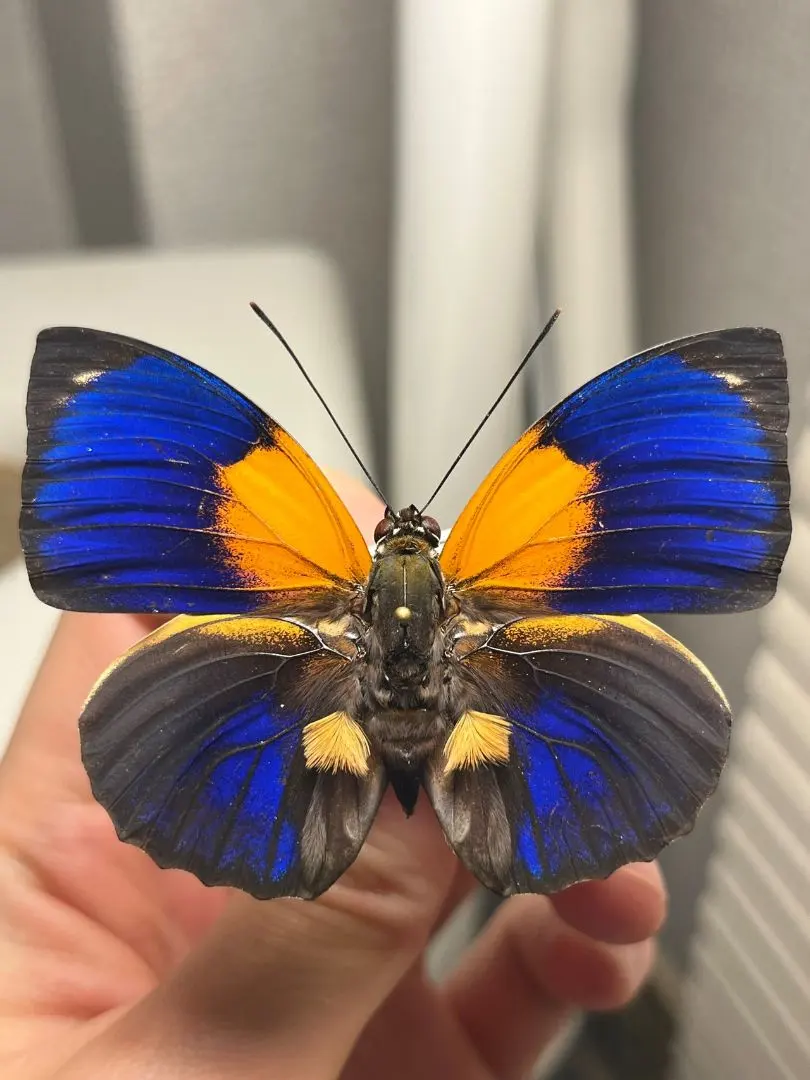 2026年最新】アグリアス 蝶 の人気アイテム - メルカリ