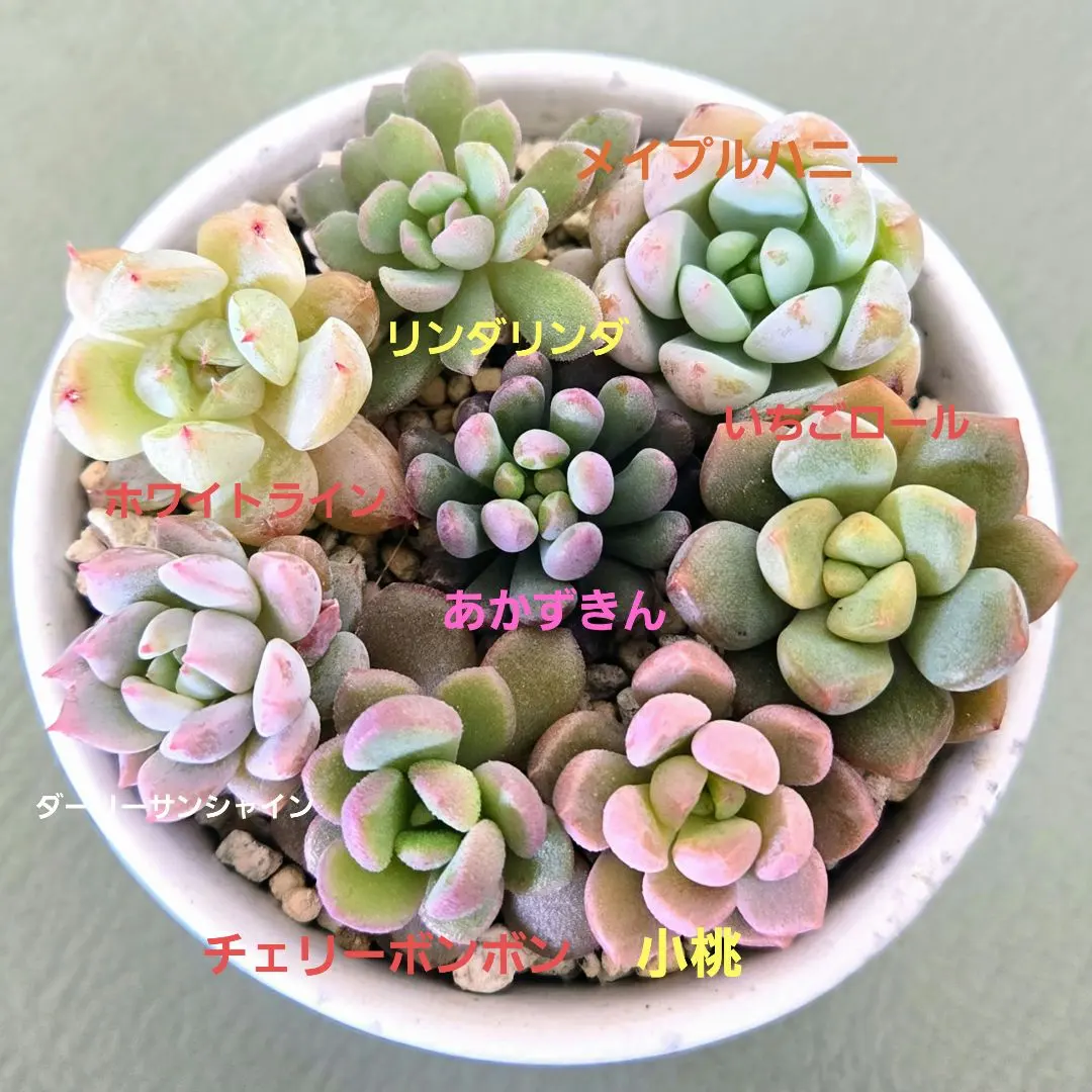 2026年最新】ロウルサンコ ラベルの人気アイテム - メルカリ