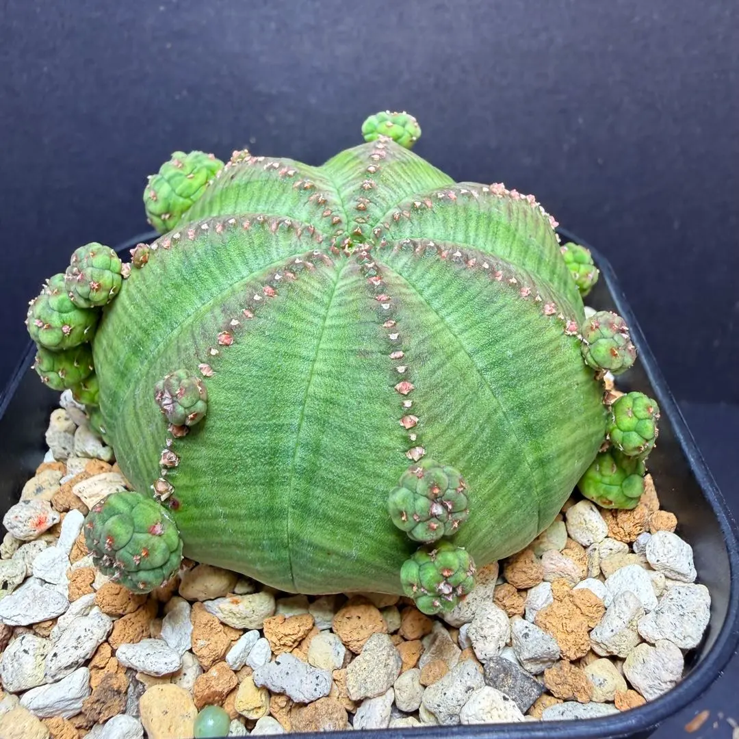 2026年最新】ユーフォルビア シンメトリカの人気アイテム - メルカリ