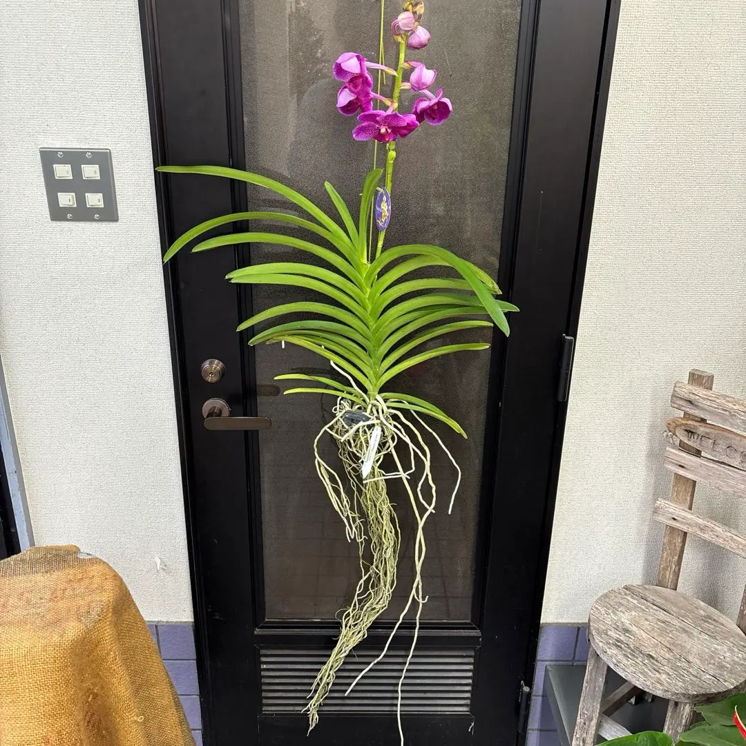 2026年最新】洋蘭バンダの人気アイテム - メルカリ