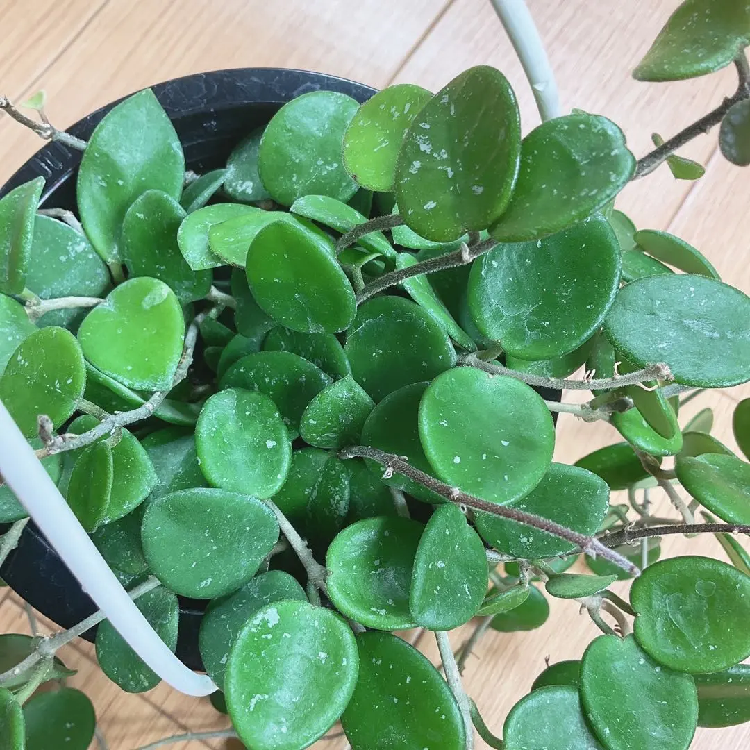 2026年最新】ホヤ マチルダの人気アイテム - メルカリ