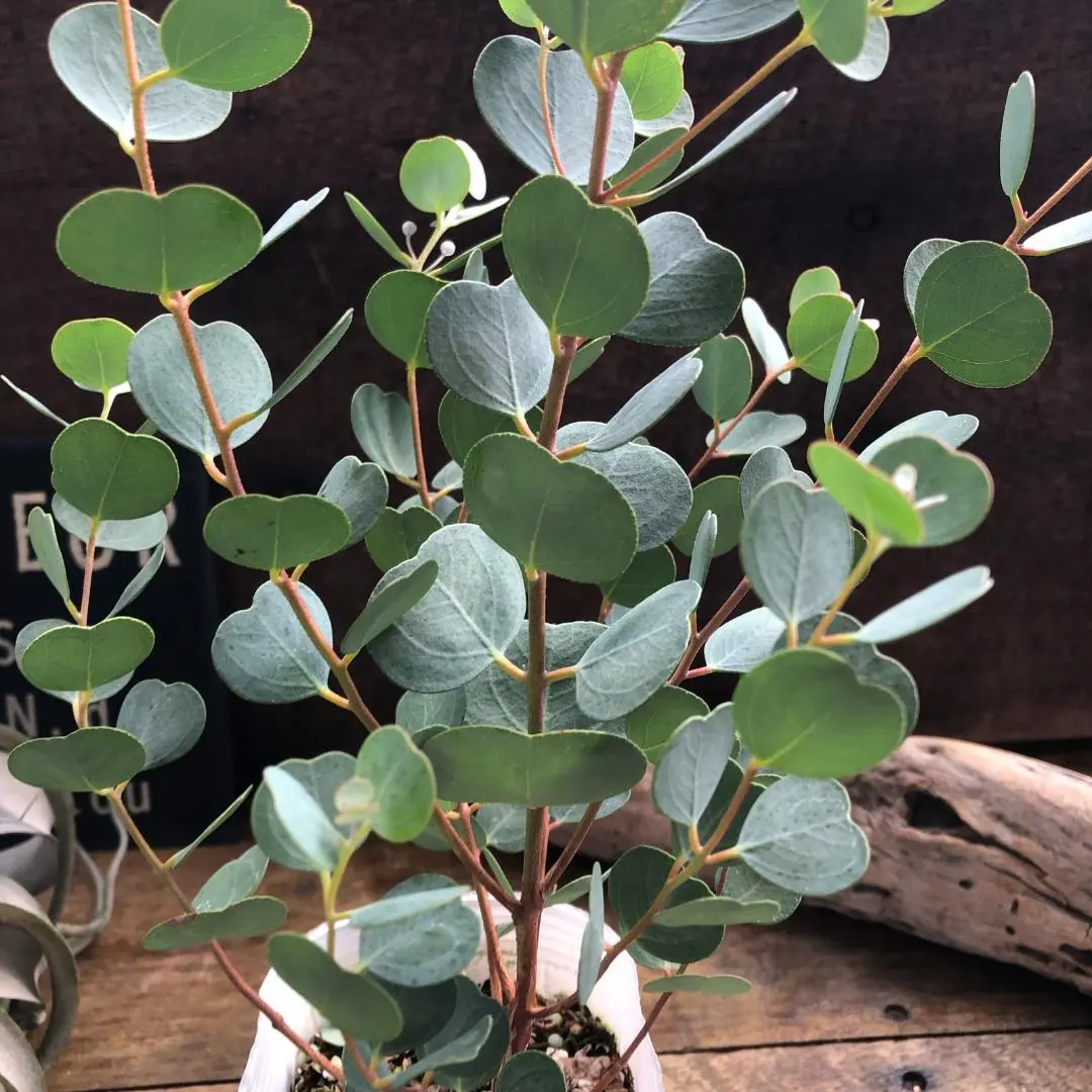 2026年最新】ユーカリ ウェブステリアナの人気アイテム - メルカリ