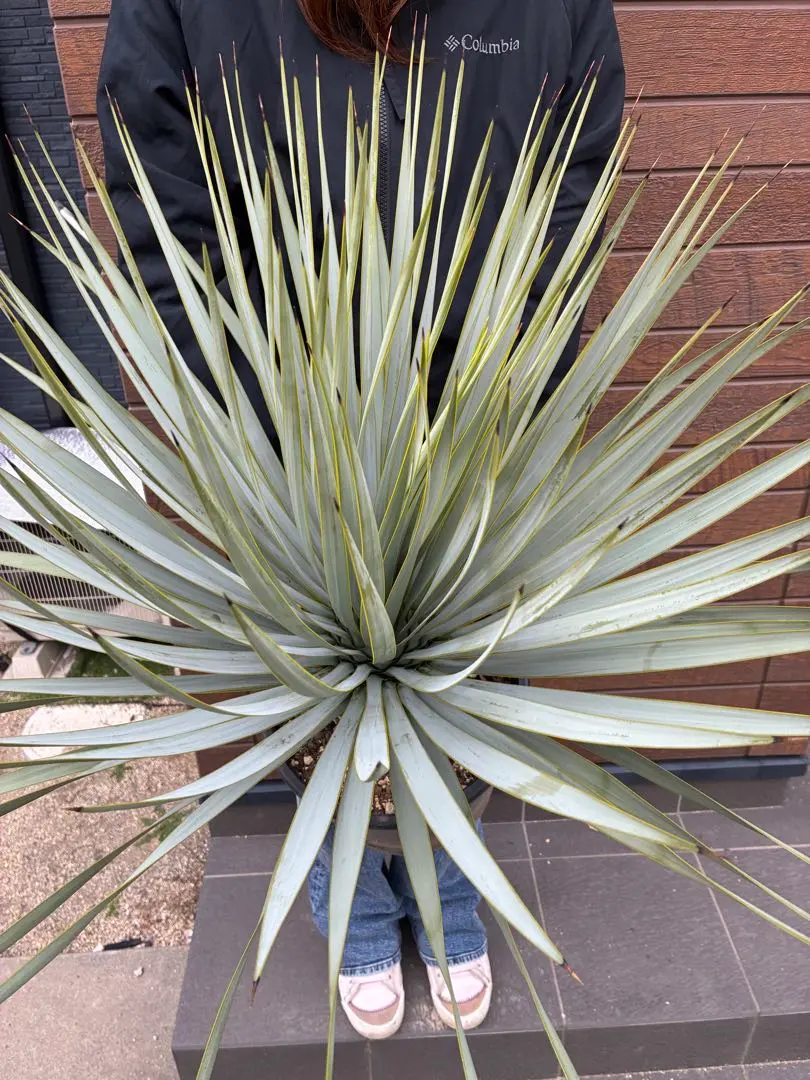 2026年最新】ロストラータ ブルーサンダーの人気アイテム - メルカリ