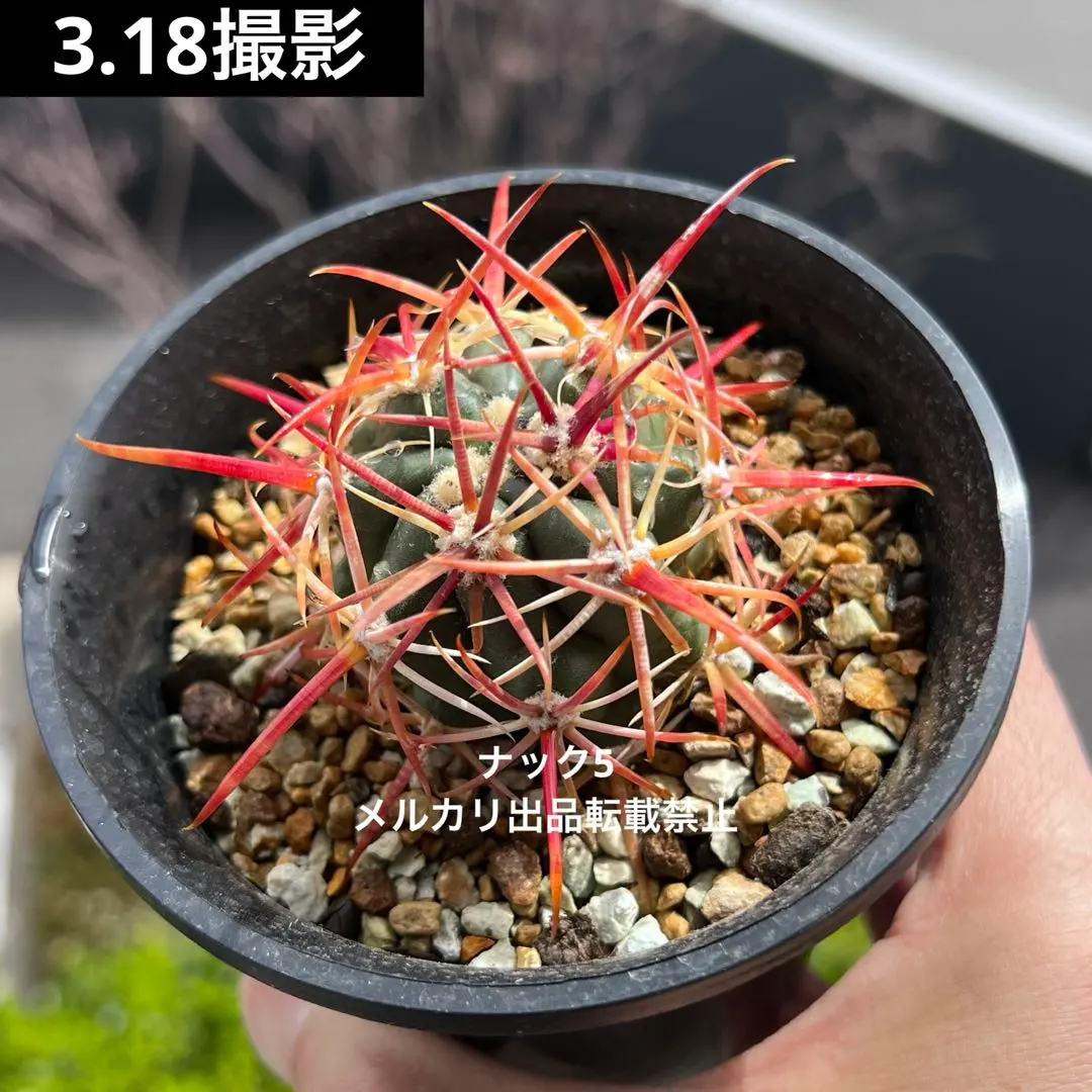 2026年最新】刈穂玉の人気アイテム - メルカリ