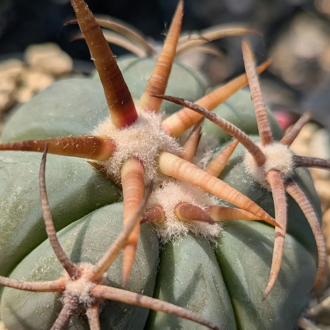 2026年最新】エキノカクタス 雷帝の人気アイテム - メルカリ