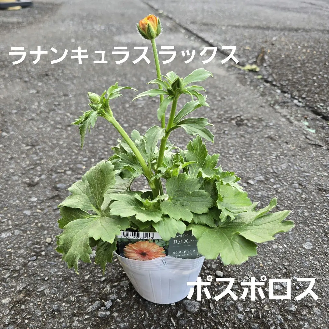 2026年最新】ラナンキュラスラックス ポスポロスの人気アイテム - メルカリ