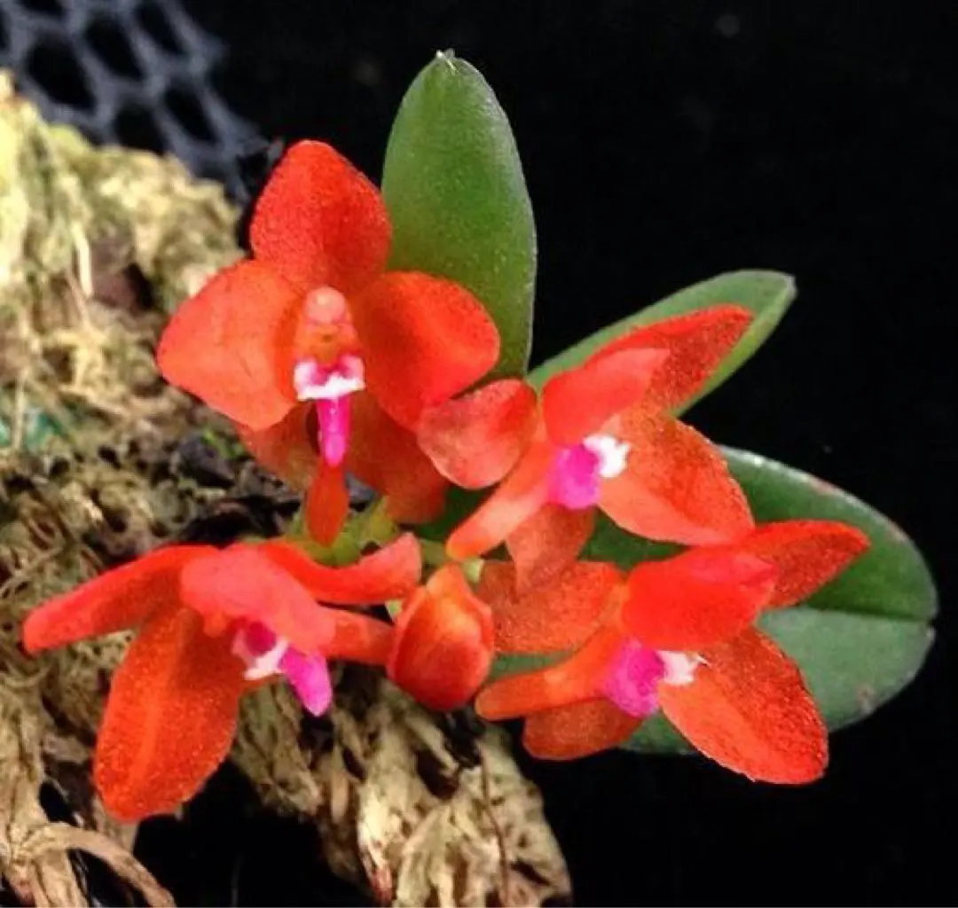 2026年最新】シレリアナの人気アイテム - メルカリ