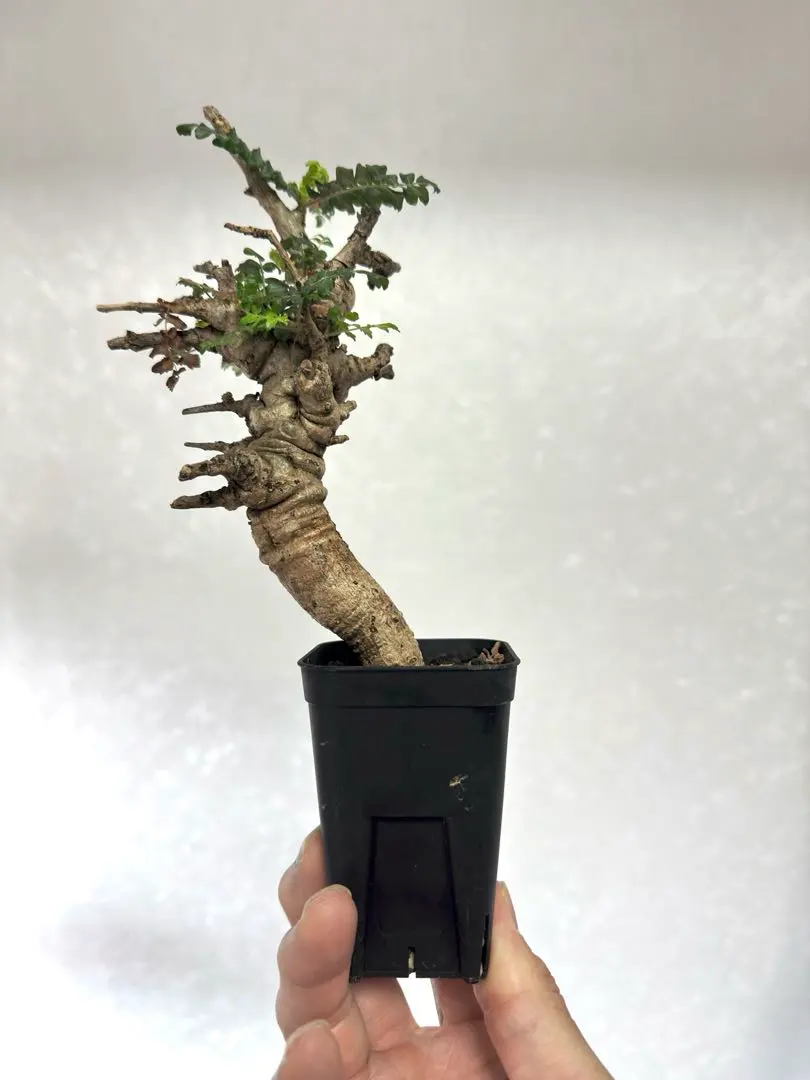 2026年最新】ボスウェリア ネグレクタの人気アイテム - メルカリ