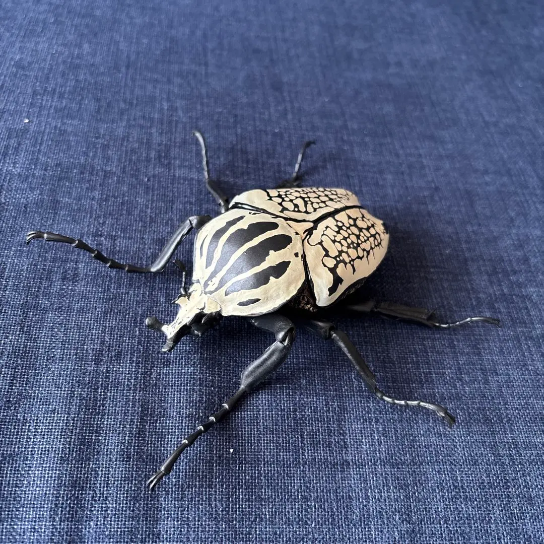 2026年最新】ゴライアス 標本の人気アイテム - メルカリ